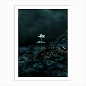 Single Flower On A Rock 1 Art Print