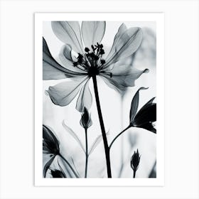 Black And White Flower Silhouette 9 Art Print