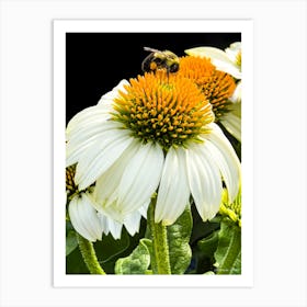 Bee On A Flower Art Print