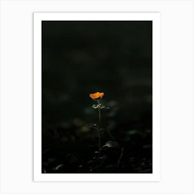 Single Flower In The Dark 59 Art Print