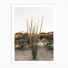 Ocotillo Cactus Art Print