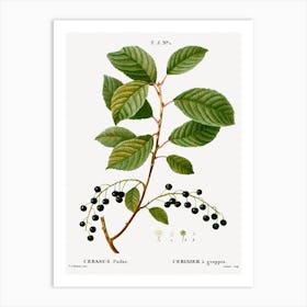 Bird Cherry, Pierre Joseph Redoute Art Print