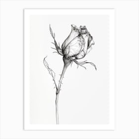 English Rose Black And White Line Drawing 6 Art Print