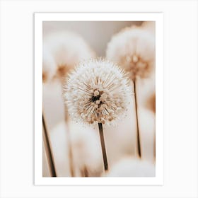 Allium 3 Art Print