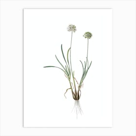 Vintage Allium Carolinianum Botanical Illustration on Pure White Art Print