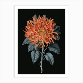 Dahlia 7 Art Print