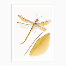 Eastern Amberwing Dragonfly Pencil Illustration 1 Art Print