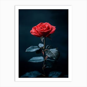 Red Rose On Dark Background Art Print