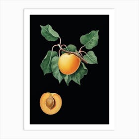 Vintage German Apricot Botanical Illustration on Solid Black n.0021 Art Print