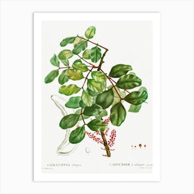 Carob Tree, Pierre Joseph Redoute Art Print