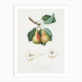 Pear (Pyrus Perla) From Pomona Italiana (1817 1839), Giorgio Gallesio Art Print