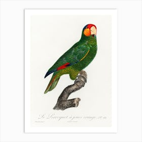 The Red Lored Amazon From Natural History Of Parrots, Francois Levaillant Art Print