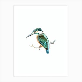 Vintage Common Kingfisher Bird Illustration on Pure White n.0130 Art Print