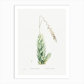 Aloe Fpiralis, Pierre Joseph Redoute Art Print