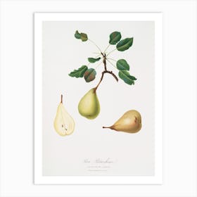 Pear (Pyrus Communis) From Pomona Italiana (1817 1839), Giorgio Gallesio Art Print