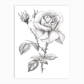 Roses Sketch 54 Art Print