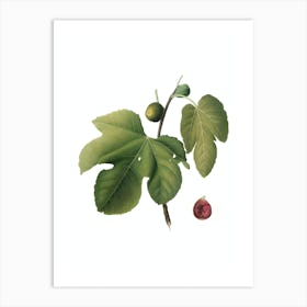 Vintage Briansole Figs Botanical Illustration on Pure White n.0971 Art Print