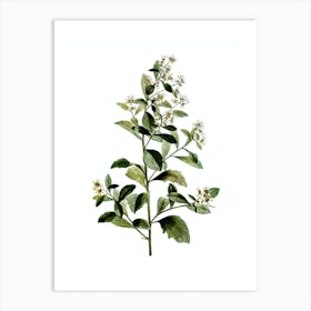 Vintage Eastern Baccharis Botanical Illustration on Pure White n.0273 Art Print