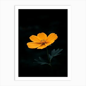 Yellow Cosmos Flower 2 Art Print