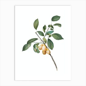 Vintage Plum Botanical Illustration on Pure White n.0865 Art Print