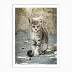 Little Greek Kitten 1 of 3 // Cat - Animal  Photography Art Print