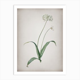 Vintage Spring Garlic Botanical on Parchment Art Print