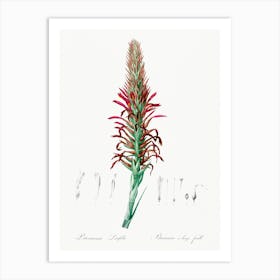 Pitcairnia Latifolia, Pierre Joseph Redoute Art Print