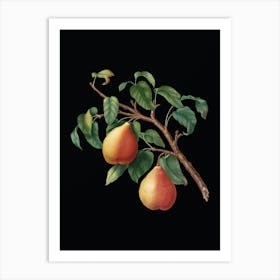 Vintage Wild European Pear Botanical Illustration on Solid Black n.0967 Art Print