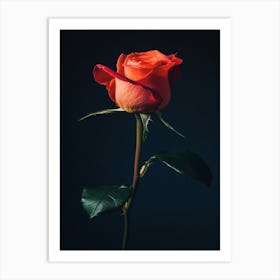 Single Rose 1 Art Print