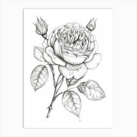 Roses Sketch 48 Art Print