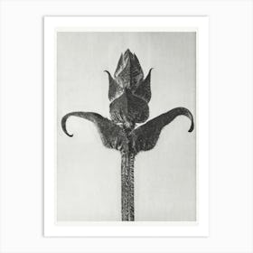 Brunella Grandiflora, Karl Blossfeldt Art Print