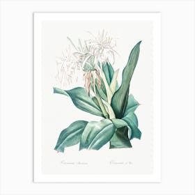 Poison Bulb Illustration From Les Liliacées, Pierre Joseph Redouté Art Print