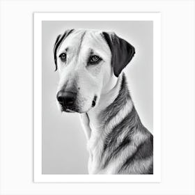 Labrador B&W Pencil Dog Art Print