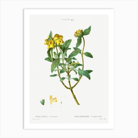 Jerusalem Sage, Pierre Joseph Redoute Art Print