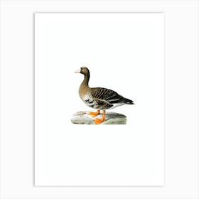Vintage Greater White Fronted Goose Bird Illustration on Pure White Art Print