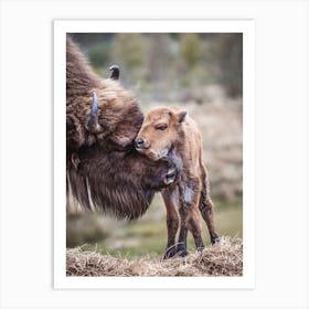 Baby Bison Art Print