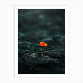 Single Flower On A Rock 3 Art Print