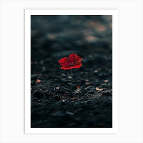 Single Red Poppy 8 Art Print