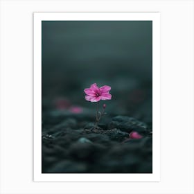 Pink Flower On Rocks 1 Art Print