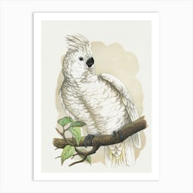 Cockatoo 3 Art Print