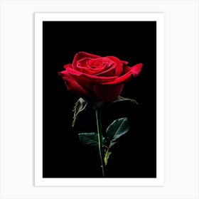 Red Rose On Black Background 28 Art Print