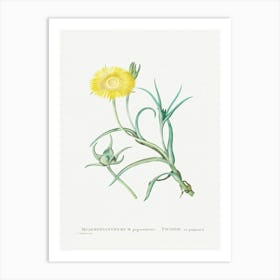 Conicosia Pugioniformis, Pierre Joseph Redoute Art Print