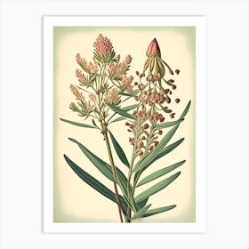 Prairie Milkweed Wildflower Vintage Botanical 2 Art Print