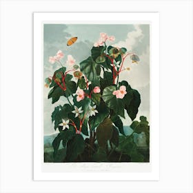 The Oblique–Leaved Begonia From The Temple Of Flora (1807), Robert John Thornton Art Print