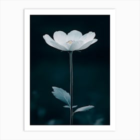 White Anemone Flower 8 Art Print