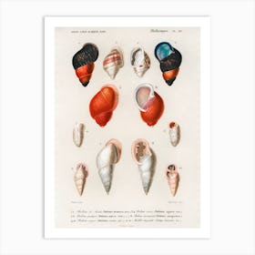 Different Types Of Mollusks, Charles Dessalines D'Orbigny 10 Art Print