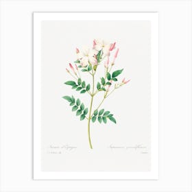 Spanish Jasmine, Pierre Joseph Redouté Art Print