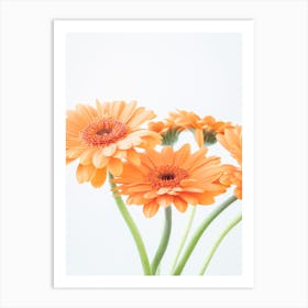 Bright blooming beauties pastel orange gerberas - peach fuzz trend flowers nature and travel photography by Christa Stroo Art Print