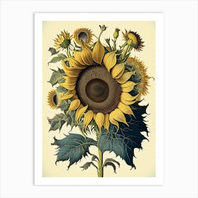 Sunflower 3 Floral Botanical Vintage Poster Flower Art Print