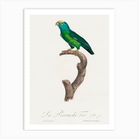 The Tui Parakeet From Natural History Of Parrots, Francois Levaillant Art Print